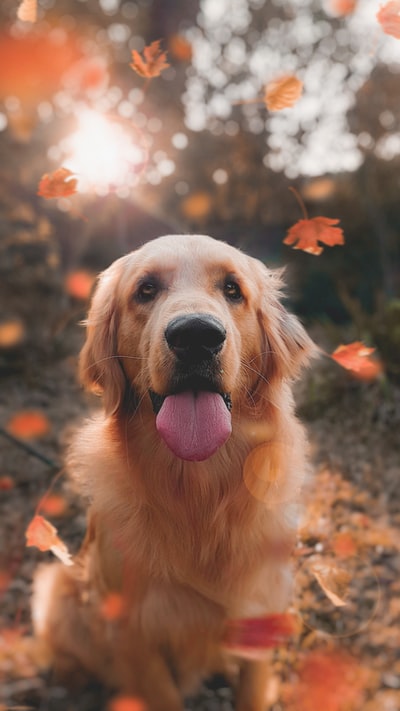 成年金毛猎犬特写照片